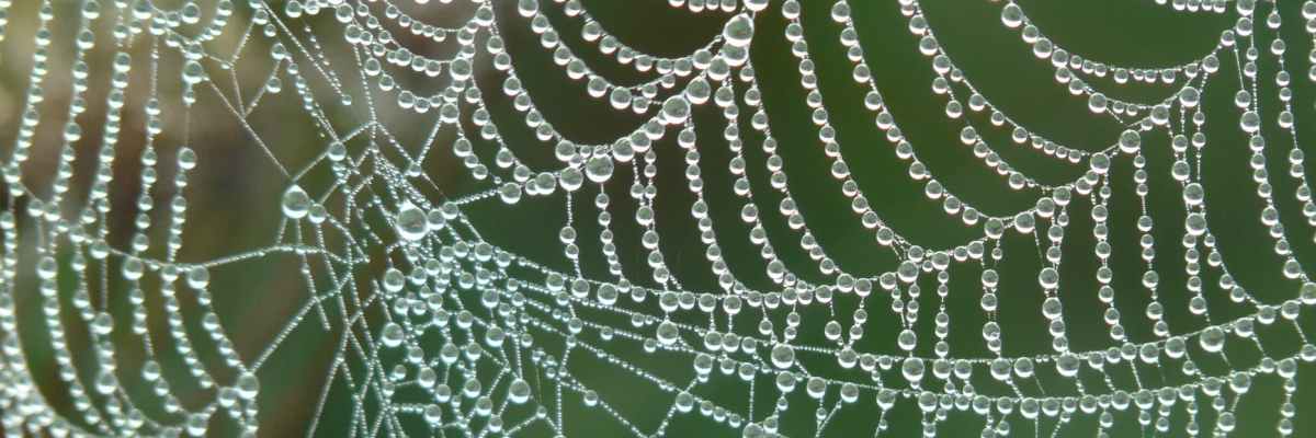 dew cobweb drip dewdrop